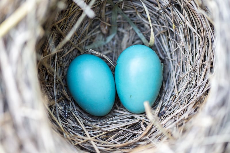 Phoenix Nest Rentals